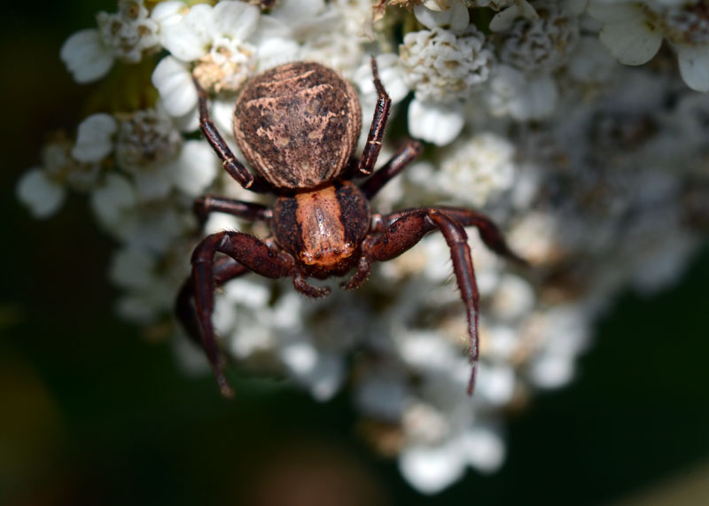 Xysticus sp. - Parco Regionale Sirente Velino (AQ)